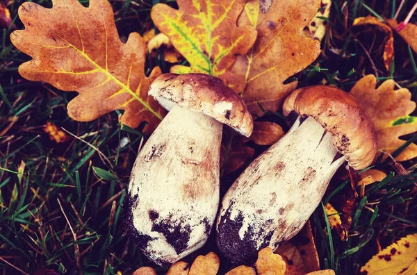 Pilze in der Herbstsaison — Stockfoto