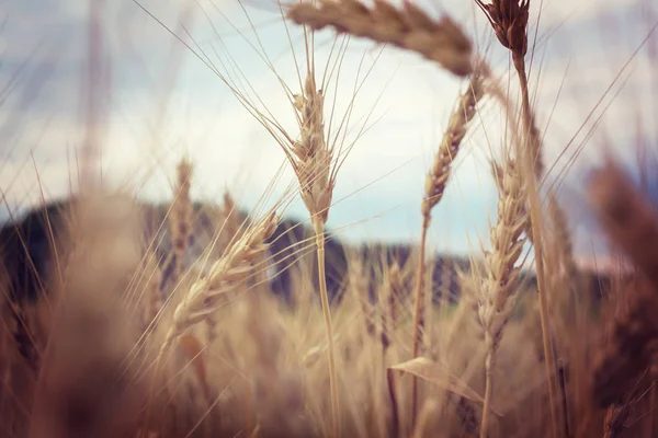 Пшеничное поле, крупным планом — стоковое фото