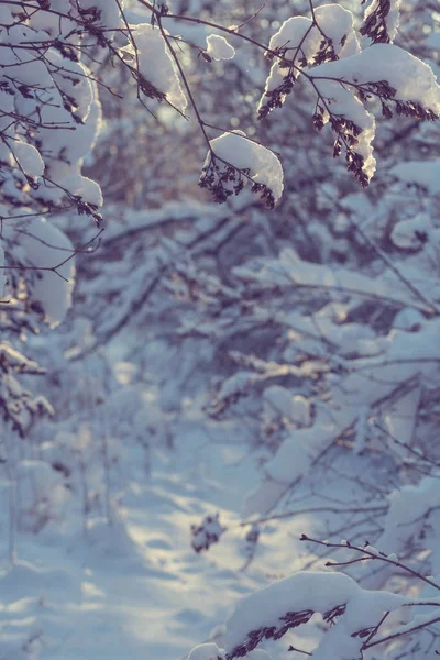 Téli évszakban hófödte erdők — Stock Fotó