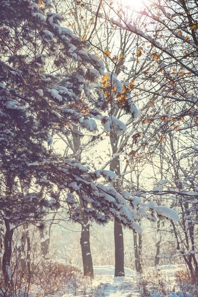 Scenic salju tertutup hutan di musim dingin — Stok Foto