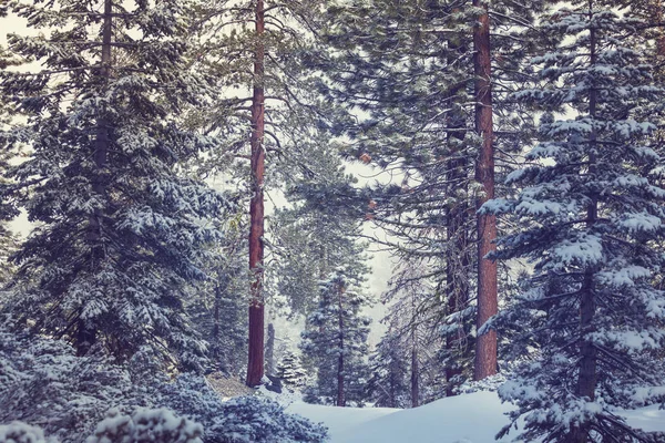 Bosque cubierto de nieve en temporada de invierno — Foto de Stock