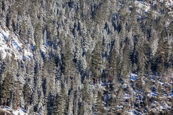 Scénický zasněžený les v zimním období — Stock fotografie