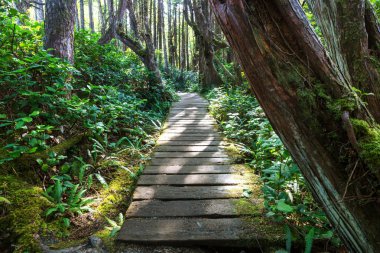 Yağmur ormanlarında Vancouver Adası