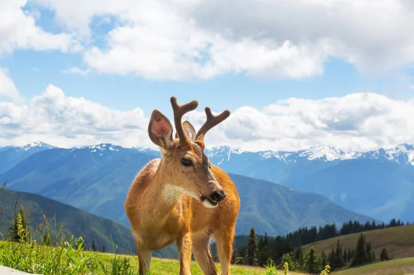 Cerfs dans la forêt verte — Photo