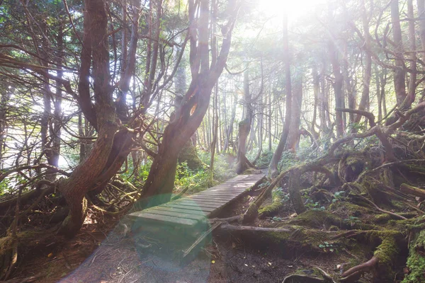 Floresta tropical na ilha de Vancouver — Fotografia de Stock