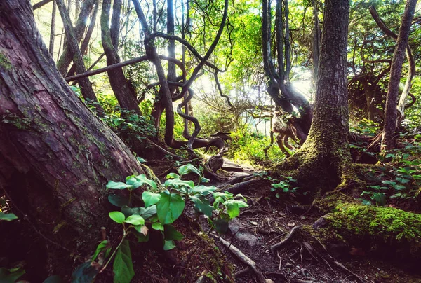 Regnskogen i Vancouver island — Stockfoto
