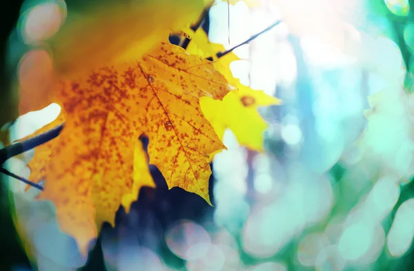 Цветные Желтые Листья Осенью Крупный План Подходит Фонового Изображения — стоковое фото
