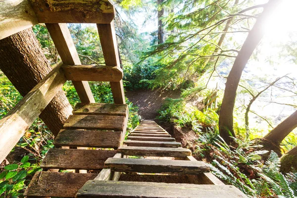 Wooden Boardwalk Forest — Stock Photo, Image