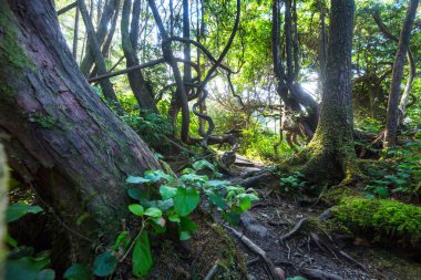  Vancouver Adası, British Columbia, Kanada 