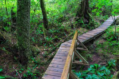  Vancouver Adası, British Columbia, Kanada 