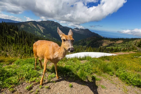 Rådjur Gröna Skogen Usa — Stockfoto