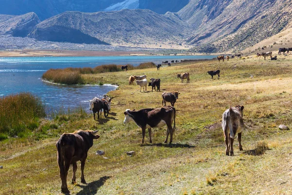 Корови Пасуться Луговій Сільській Сцені — стокове фото