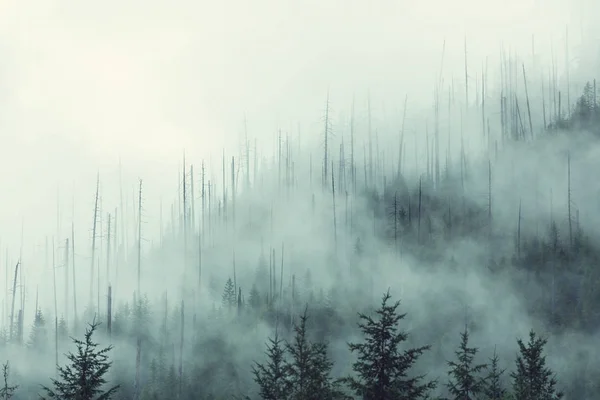 Vista Panorâmica Mágica Floresta Nebulosa — Fotografia de Stock