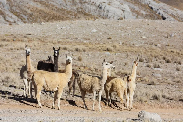 Llama Remote Area Argentina — Stock Photo, Image