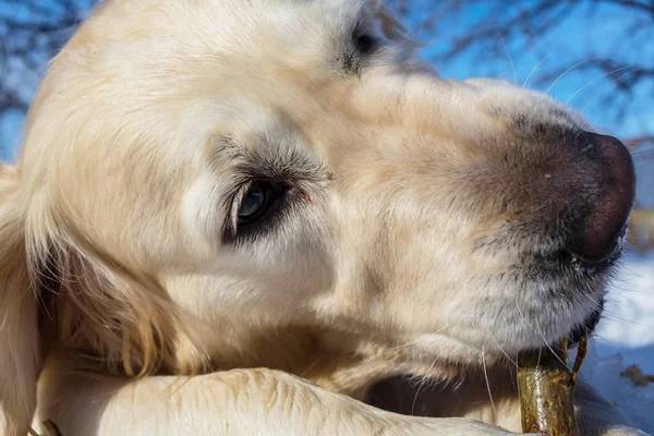 Hund i vinterskogen — Stockfoto