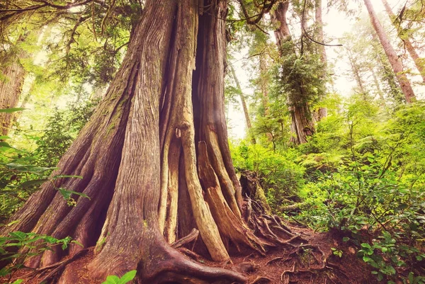 Isola Vancouver Columbia Britannica Canada — Foto Stock