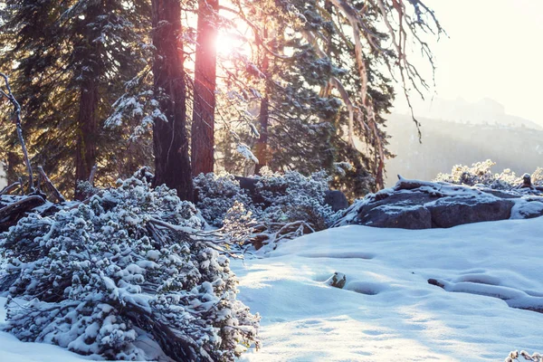 Γραφική χιονισμένο δάσος — Φωτογραφία Αρχείου