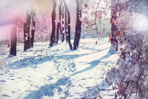 Landschaftlich reizvoller schneebedeckter Wald — Stockfoto