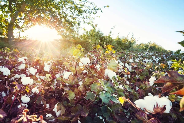 Campo Algodão Nascer Sol Temporada Outono — Fotografia de Stock