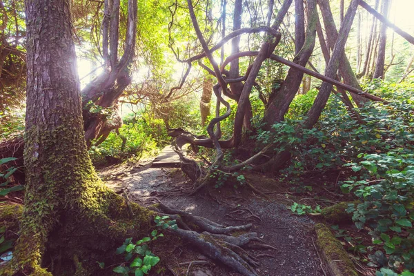 Wyspa Vancouver Kolumbia Brytyjska Kanada — Zdjęcie stockowe