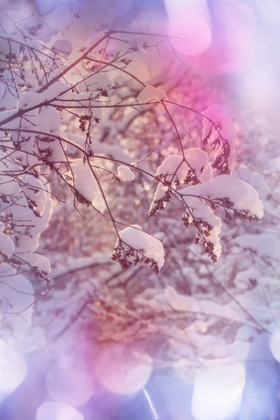 Pădure Cenușie Acoperită Zăpadă Sezonul Iarnă Bun Pentru Fundal Crăciun — Fotografie, imagine de stoc