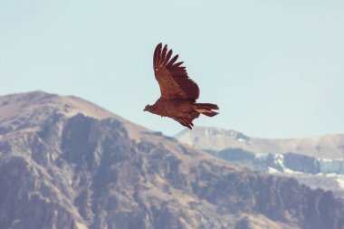 Colca kanyonunda uçan akbaba, Peru