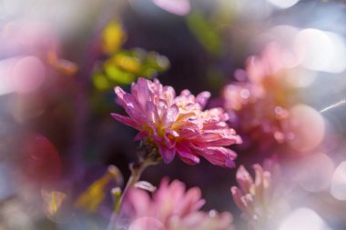 Güzel çiçeklerin yakın çekimi. Çiçek arkaplanı için uygun.