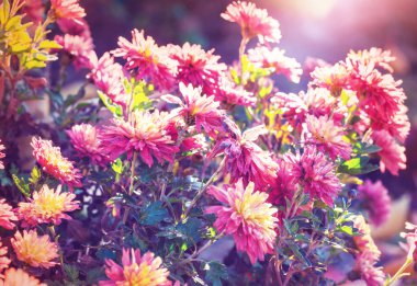 Güzel çiçeklerin yakın çekimi. Çiçek arkaplanı için uygun.