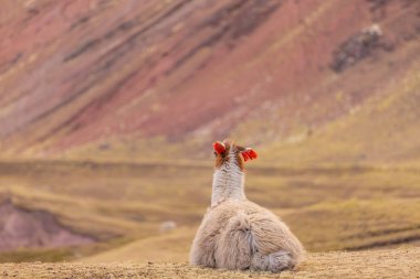 Arjantin uzak alandaki Lama