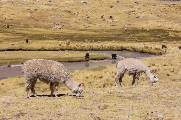 Peruanisches Alpaka Den Anden — Stockfoto