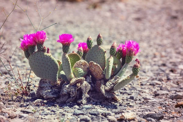 Εθνικό Πάρκο Saguaro Κοντινό Λουλούδια — Φωτογραφία Αρχείου