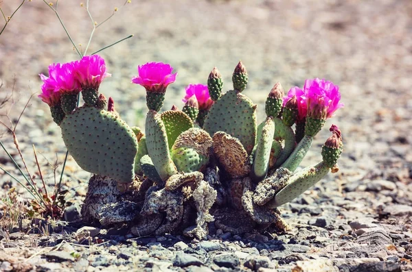 Národní Park Saguaro Zblízka Květin — Stock fotografie
