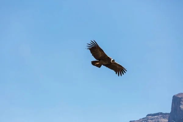 Flying Condor Colca Canyon Peru — Stock Photo, Image
