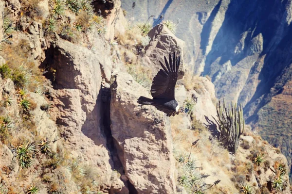 Condor Volante Nel Canyon Colca Perù — Foto Stock