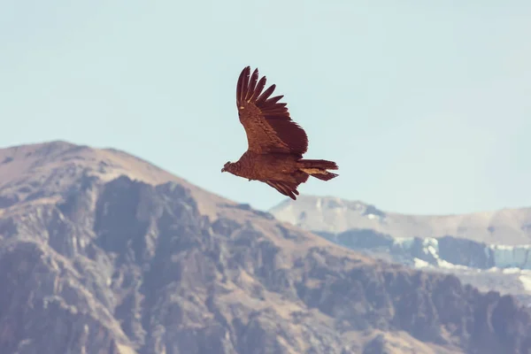 Kondor Latający Kanionie Colca Peru — Zdjęcie stockowe