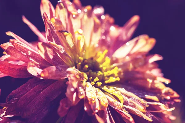 Крупный План Красивых Цветов Подходит Цветочного Фона — стоковое фото