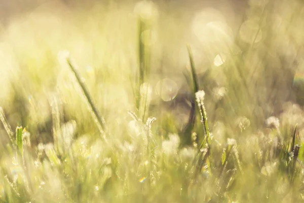 Close Van Het Bevroren Gras Winterochtend Bergen — Stockfoto