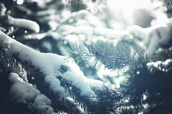 Pintoresco Bosque Cubierto Nieve Invierno —  Fotos de Stock
