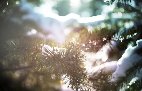 Pittoresca Foresta Innevata Inverno — Foto Stock