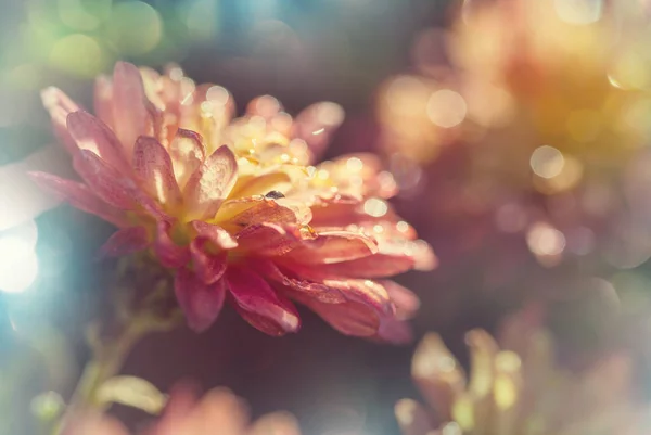 Primo Piano Dei Bellissimi Fiori Adatto Sfondo Floreale — Foto Stock