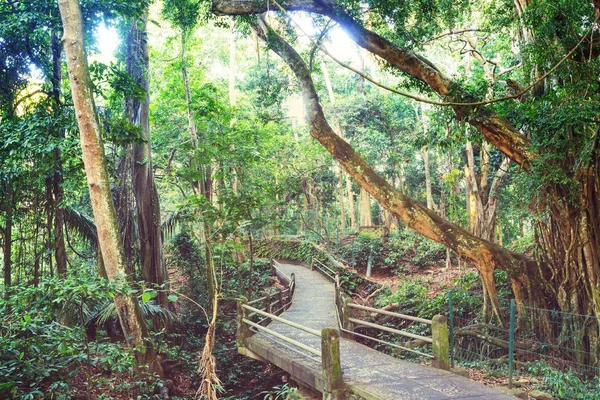 Jungle Hawaï Vue Panoramique — Photo