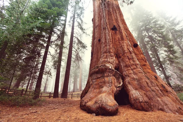 Sierra Nevada Dağlarında California Sekoya Ağaçları — Stok fotoğraf