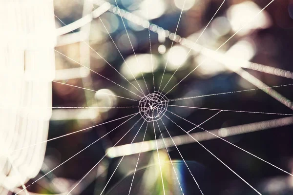 Pavučina Zblízka Ráno — Stock fotografie