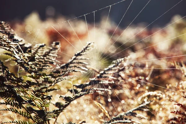 Örümcek Ağı Sabaha Kadar Yakın — Stok fotoğraf