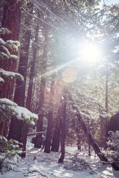 Scenic Snow Covered Forest Winter Season Good Christmas Background — Stock Photo, Image