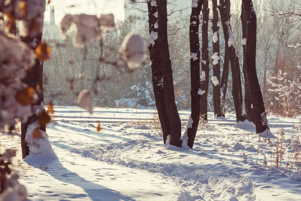 Forêt Couverte Neige Hiver Bon Pour Fond Noël — Photo