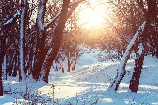 冬の季節には雪に覆われた森 クリスマスの背景に良い — ストック写真