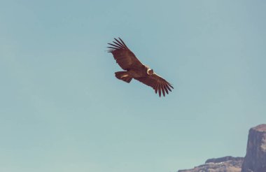 Colca kanyonunda uçan akbaba, Peru