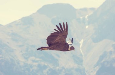 Colca kanyonunda uçan akbaba, Peru