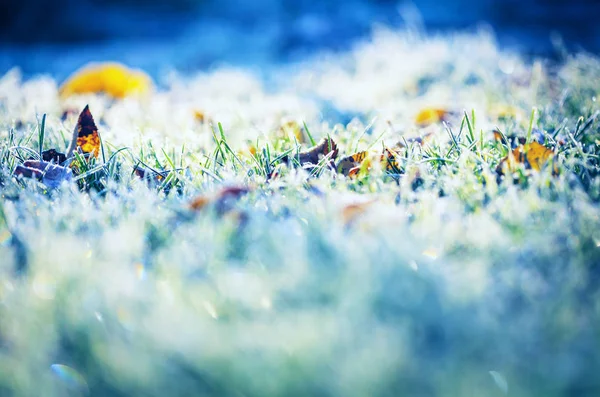 Nahaufnahme Des Gefrorenen Grases Wintermorgen Den Bergen — Stockfoto